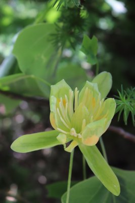 Liriodendron tulipifera 'Aureomarginatum' - liliovník tulipánokvětý - květ (2)